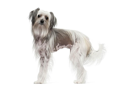 Chinese crested dog of hot sale dogs